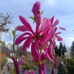 Magnólia hybridná (Magnolia Hybrida) ´SUSAN´ - výška 170-180 cm, kont. C10L (-24°C) NA KMIENKU